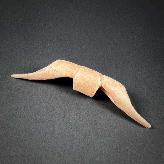 Asmat Cassowary Bone Nose Ornament Otsj